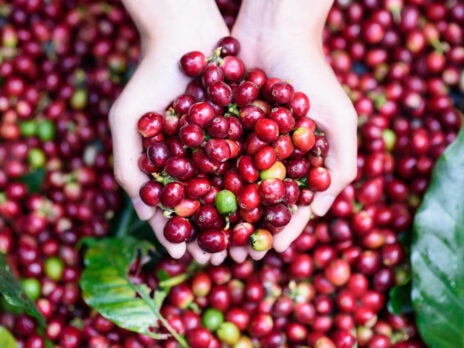 Coffee fruit: the secret super food that's about to explode