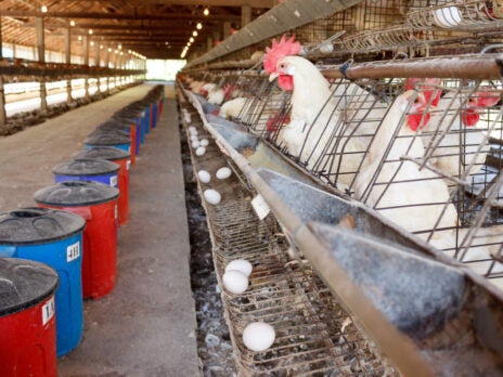Dutch egg scandal threatens European food safety credibility