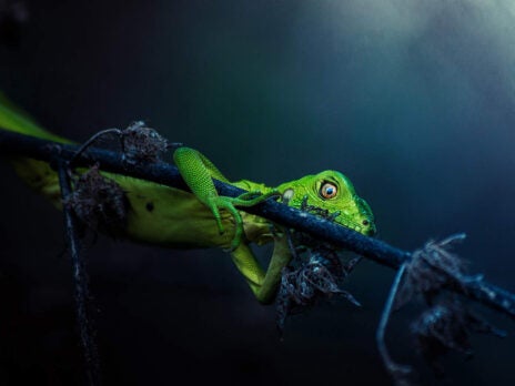Sony World Photography Awards: could one of these spectacular submissions win the top prize?