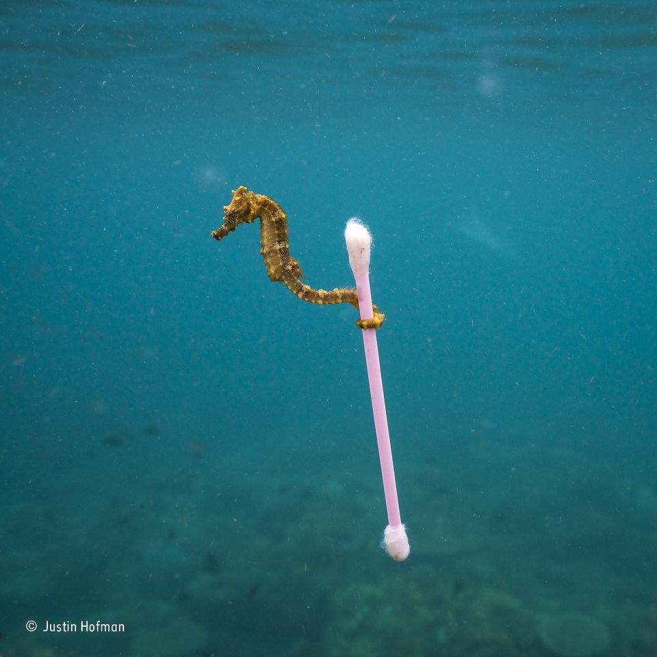 Wildlife Photographer of the Year 2017 - Verdict