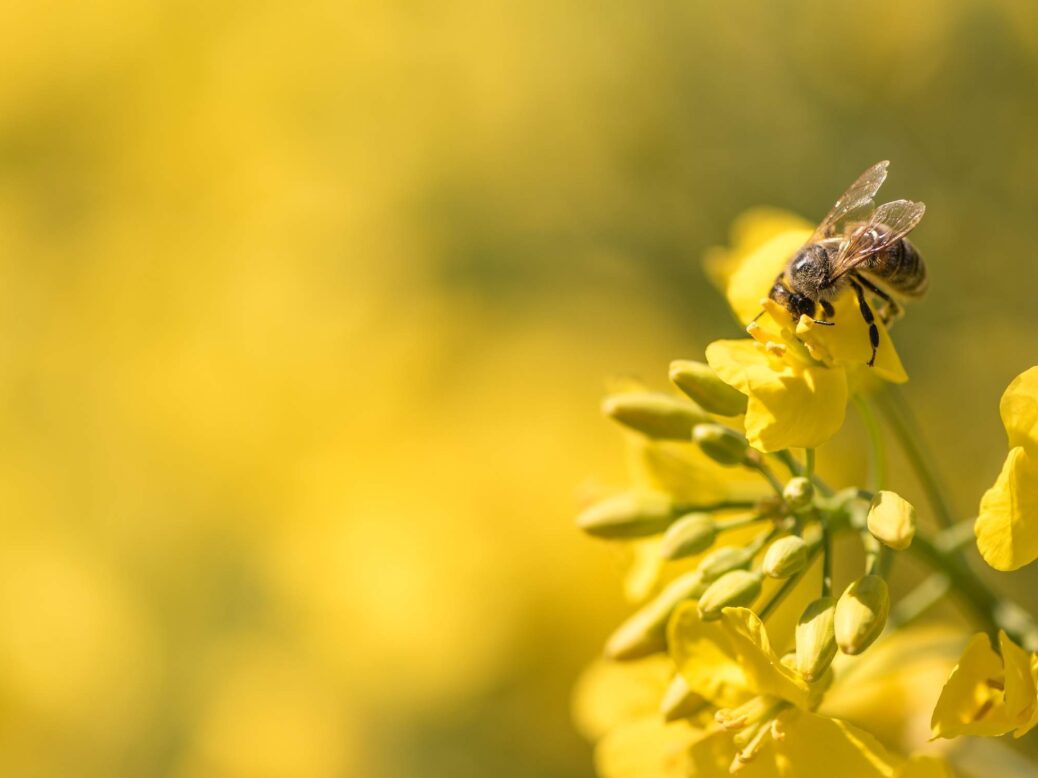 bee-harming pesticides