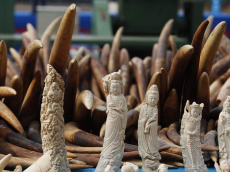 China's stepping up its crackdown on ivory trade and banning sales
