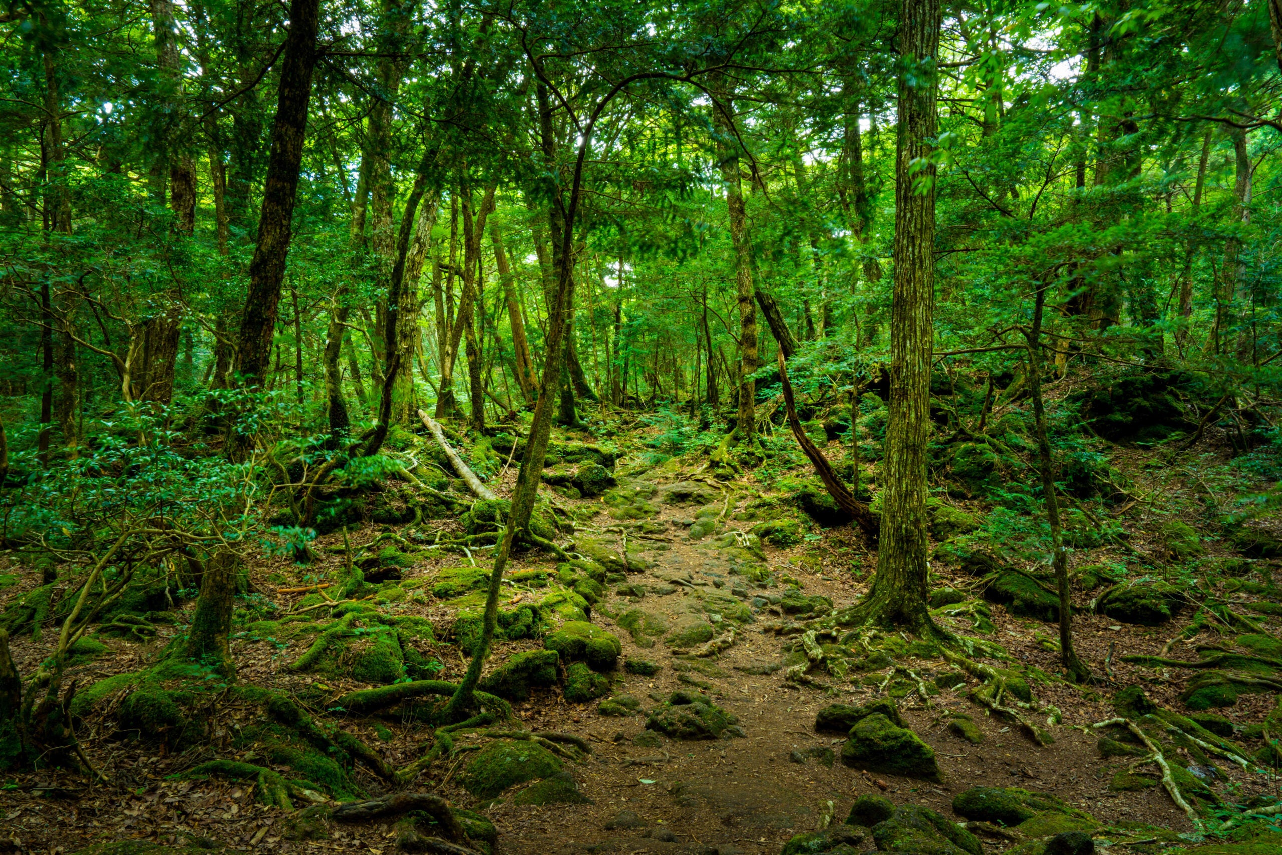 Чаща названо так. Национальный парк Аокигахара Япония. Страшный лес в Японии Аокигахара.