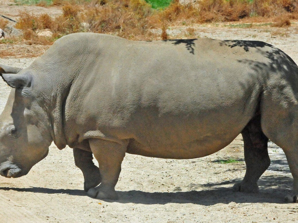 Sudan rhino