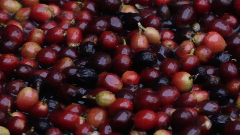 bean to cup - Verdict