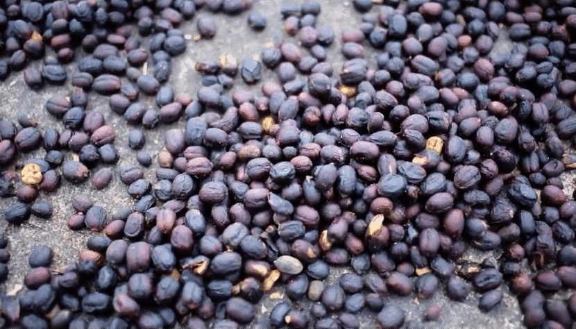 bean to cup - Verdict