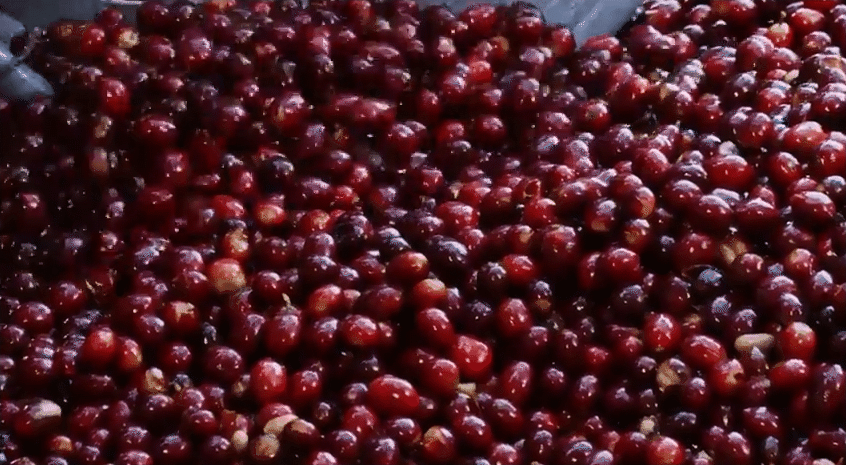 bean to cup - Verdict