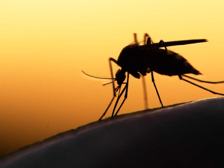 World Malaria Day: Global malaria eradication could be realistic within the next 15 years
