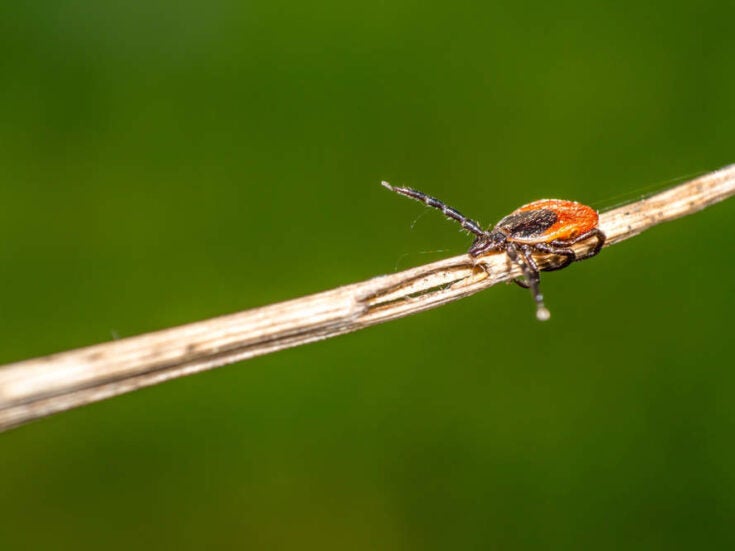 Tick-borne diseases on the rise: what can be done?