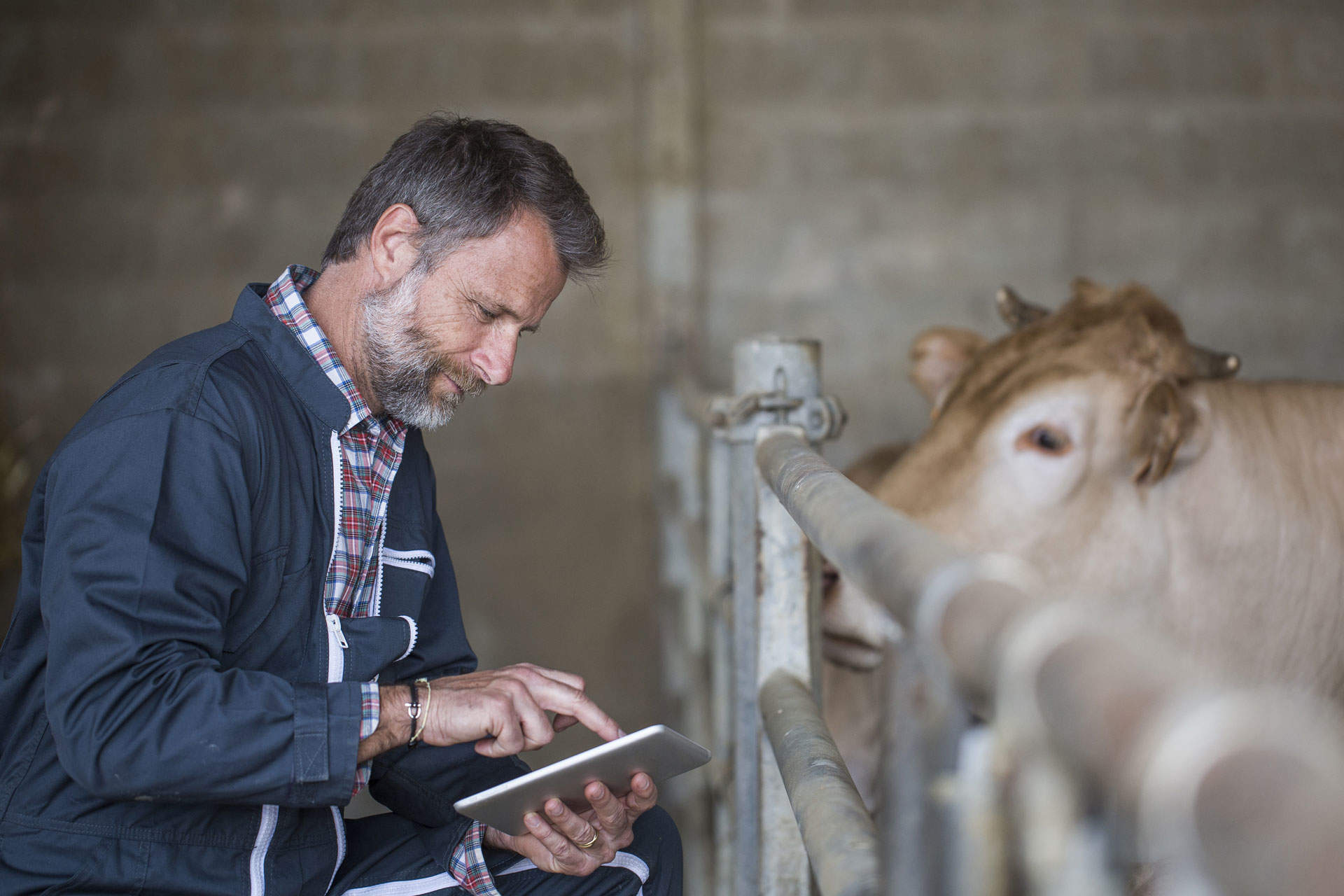 Blockchain for beef supply chain transparency