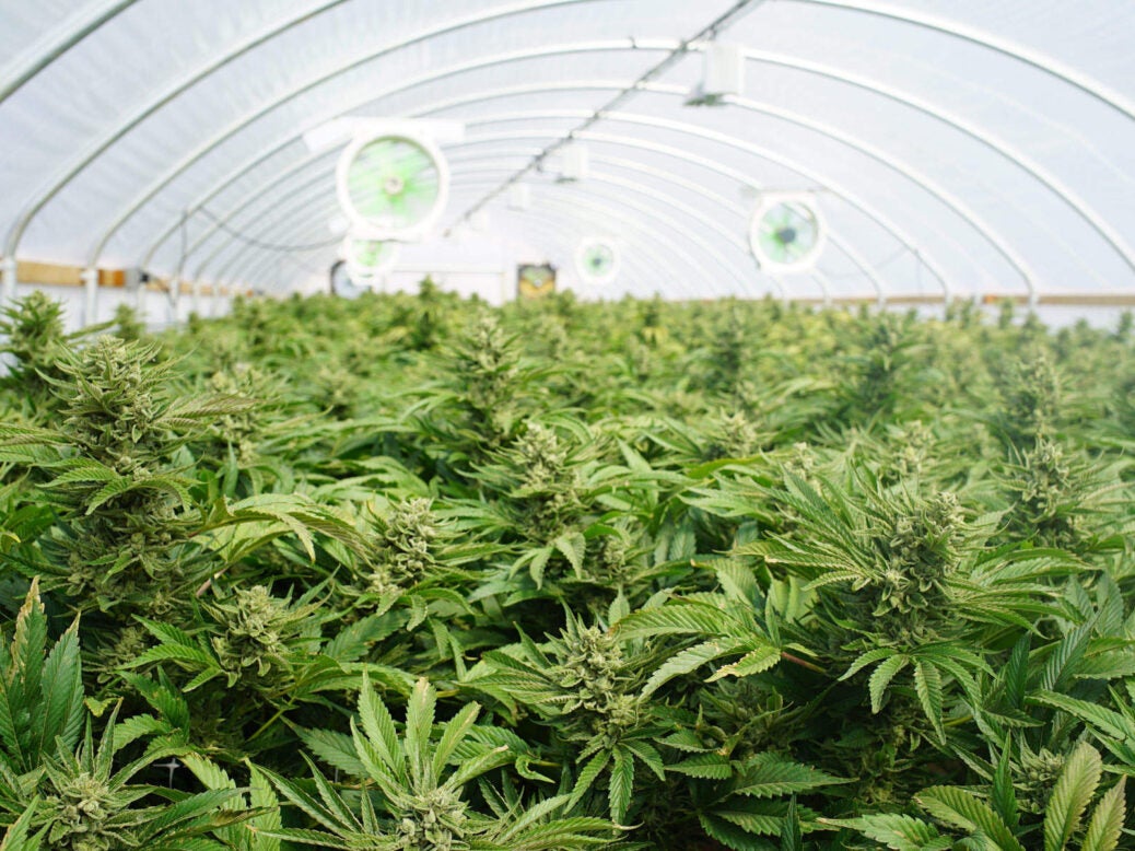 British Sugar cannabis farm