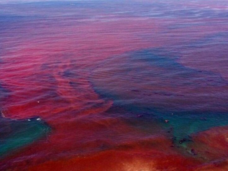 Harmful algal blooms: the US is facing a growing epidemic