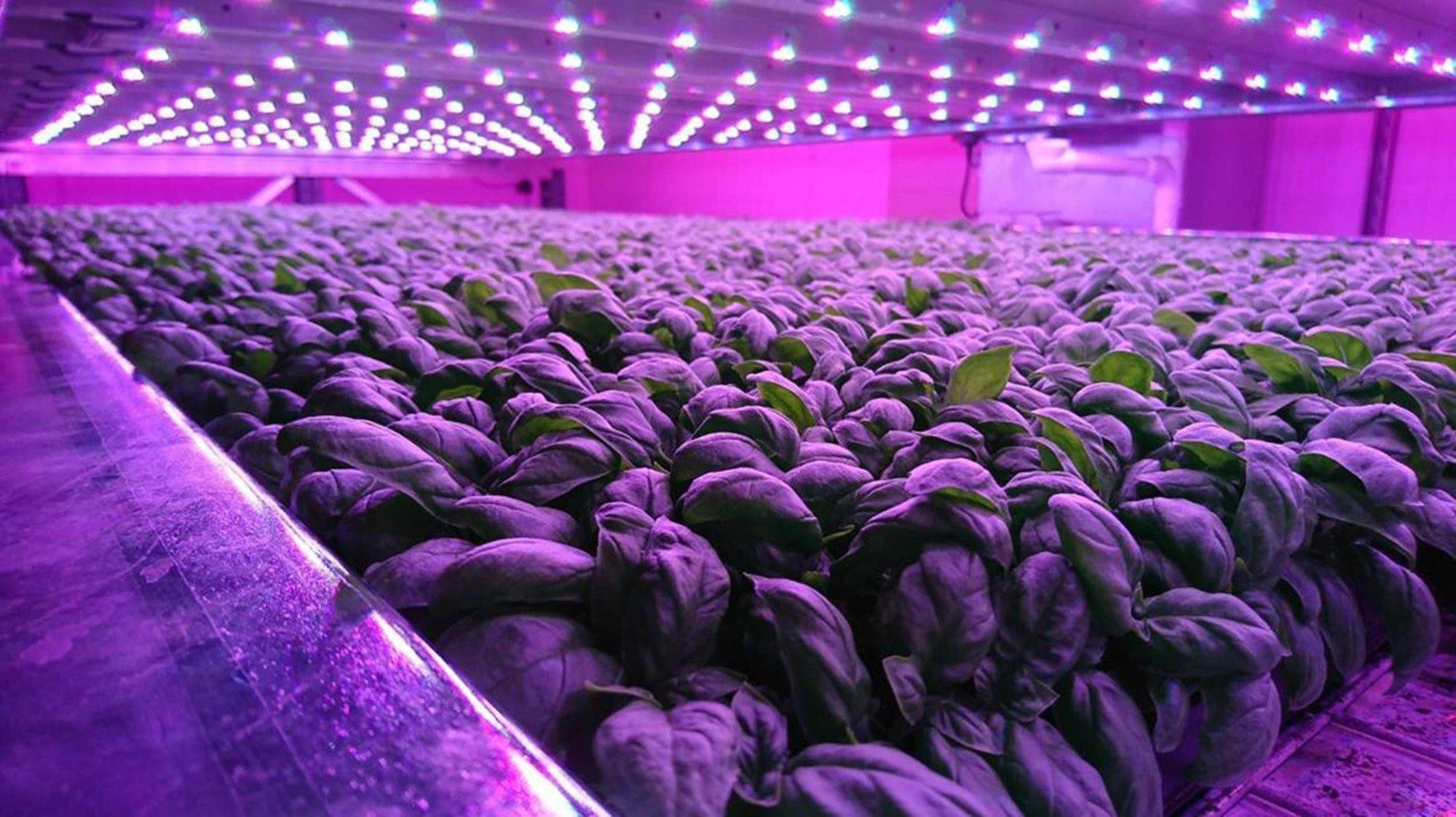 Brexit food security: An opportunity for vertical farming?