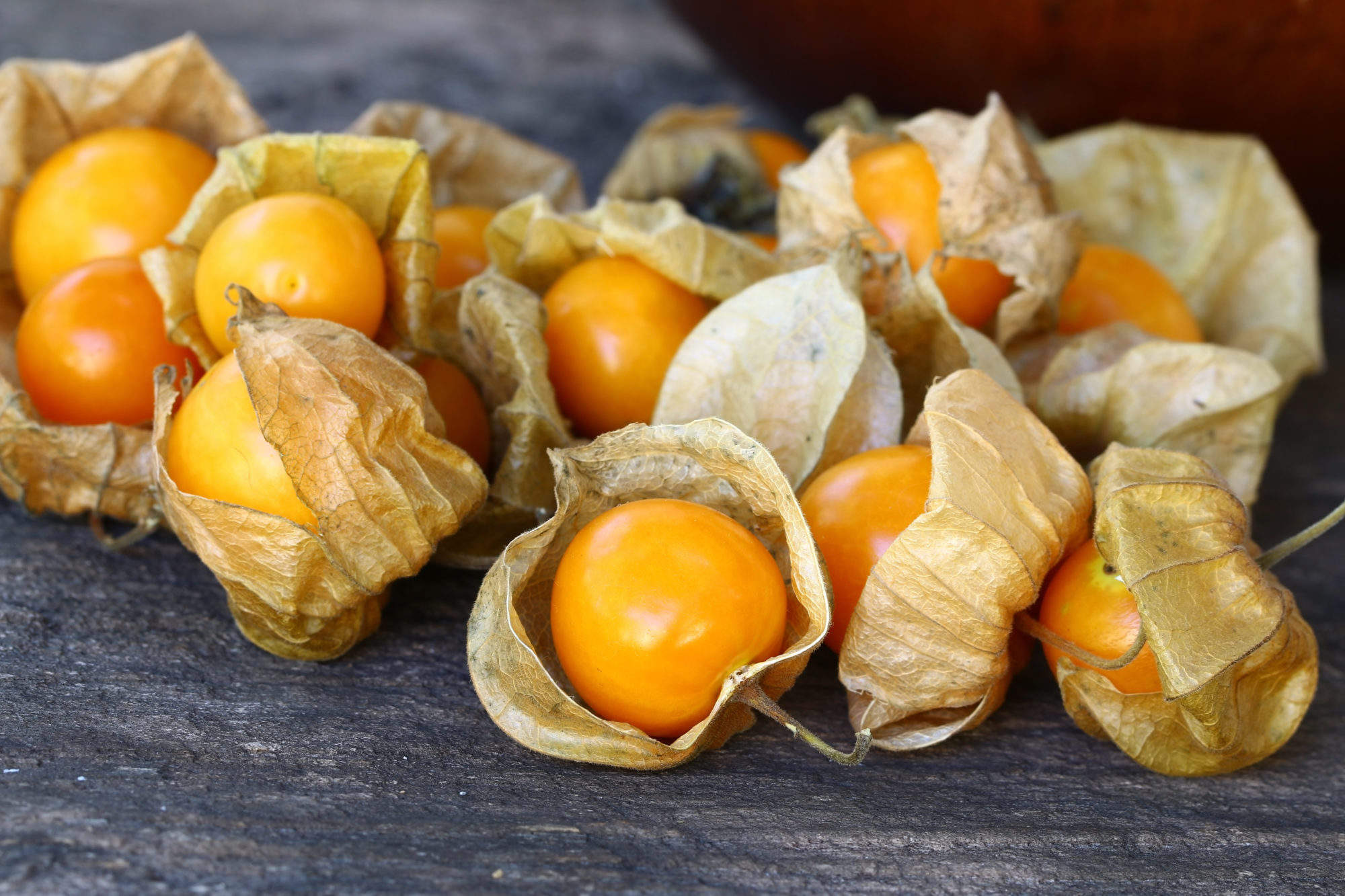 genetically modified groundcherries