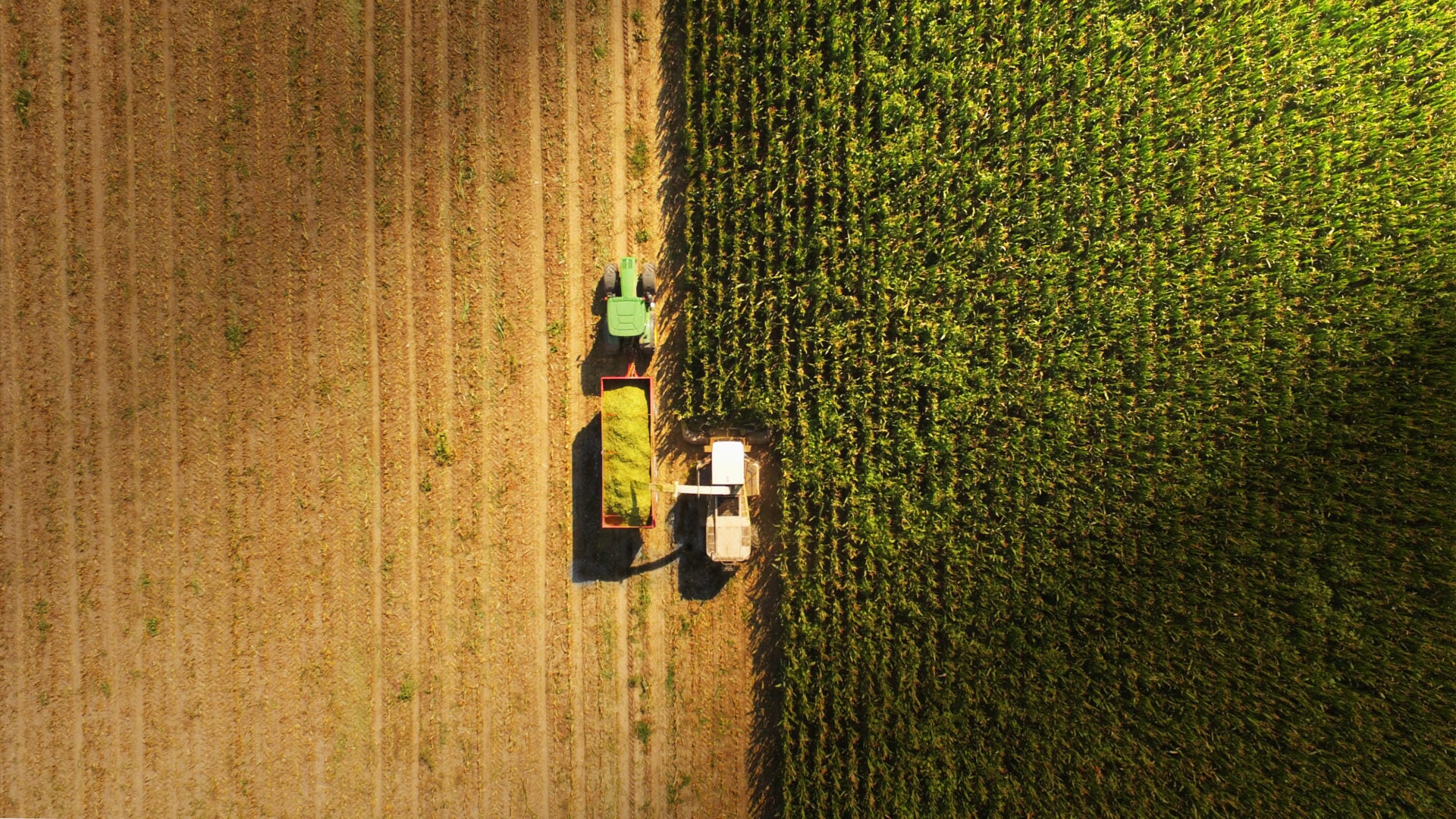 resilient crops