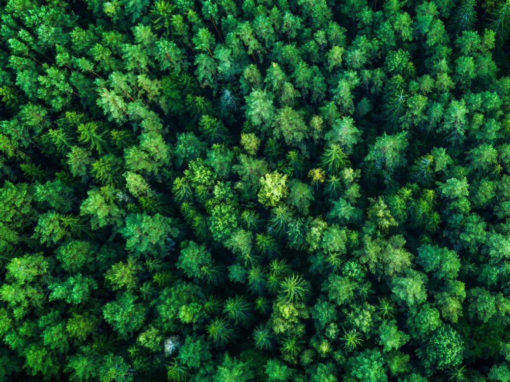 Forest conservation and drones