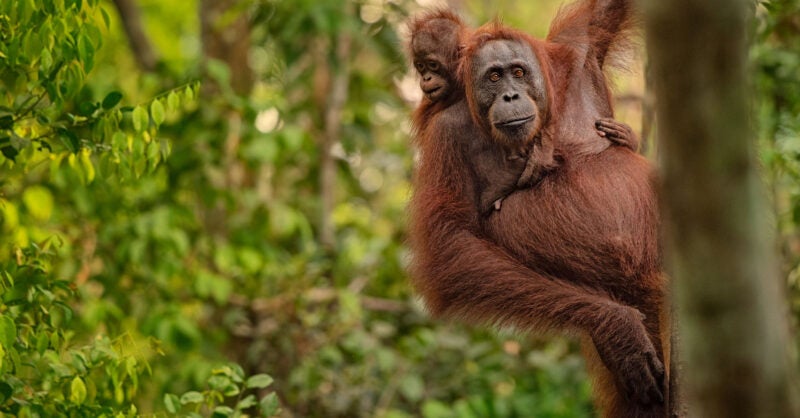 orangutan conservation