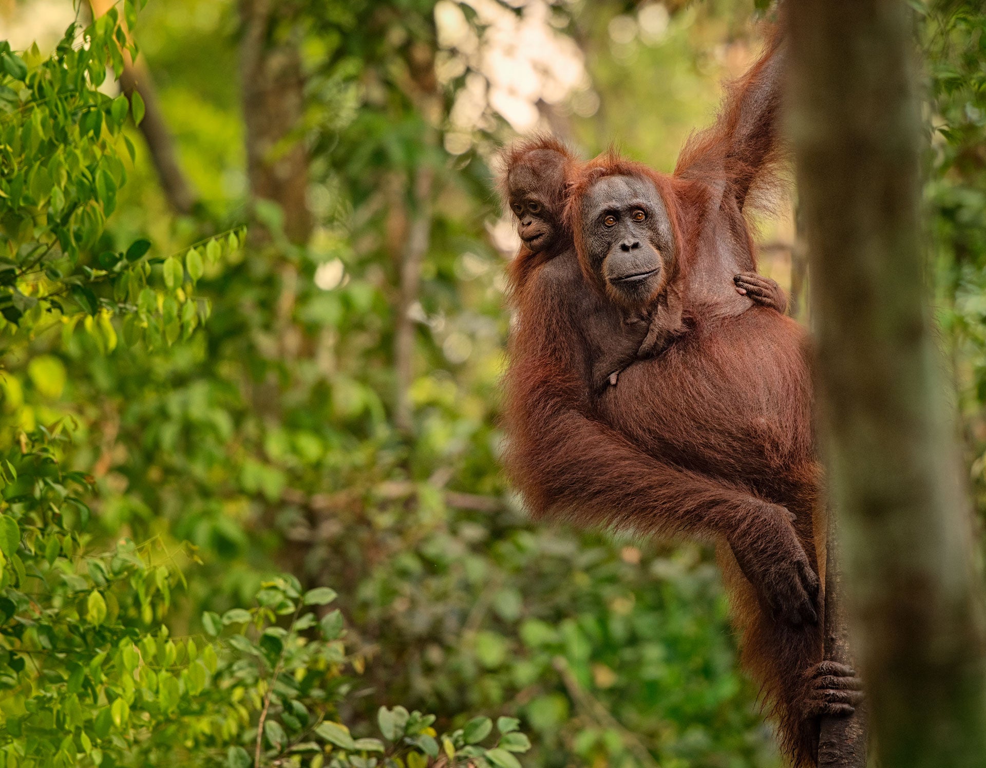 orangutan conservation