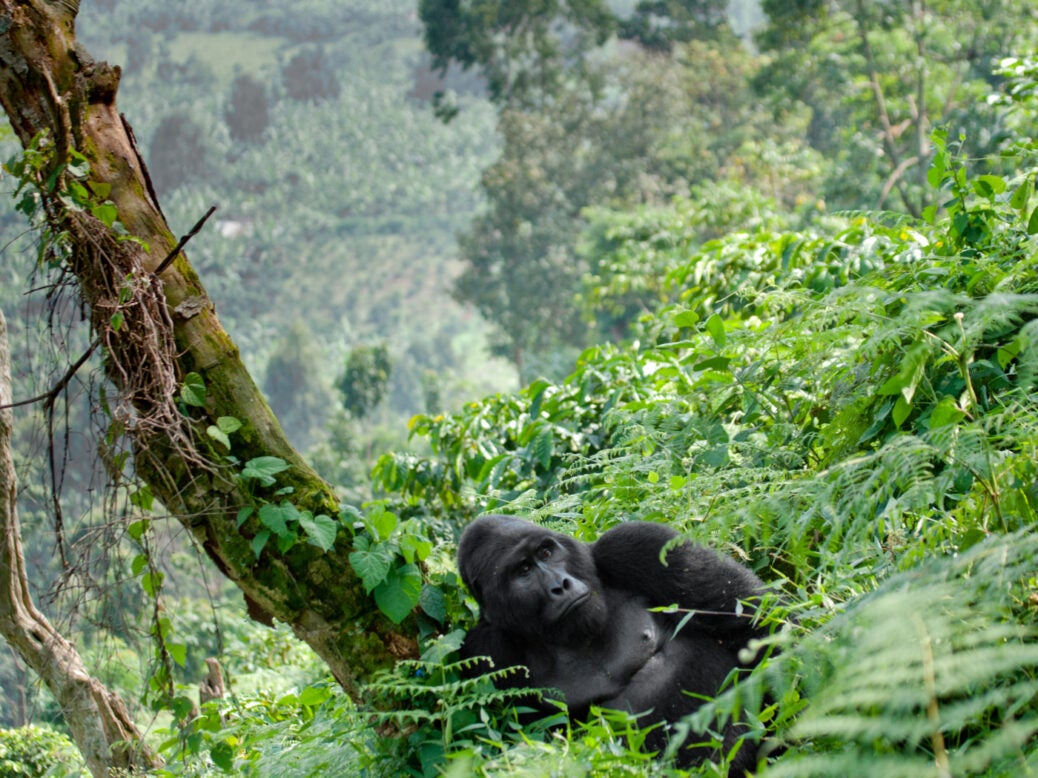 mountain gorillas - Verdict