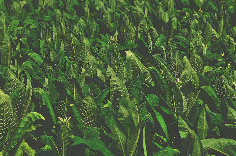 tobacco plants