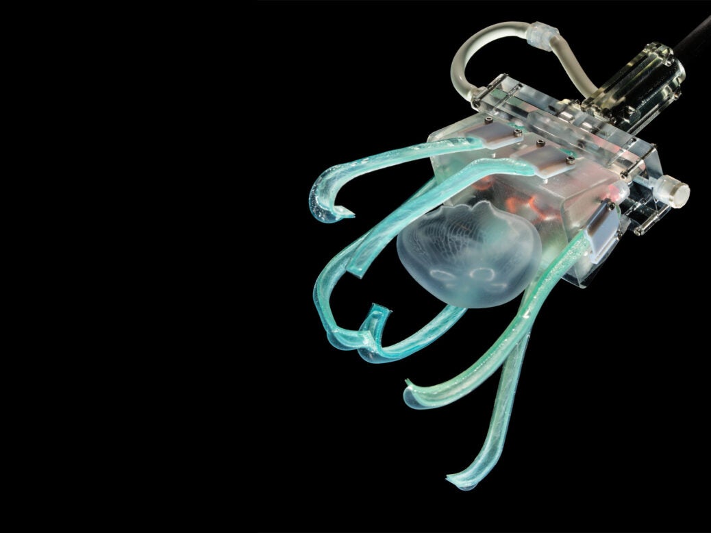 Soft robot to catch jellyfish