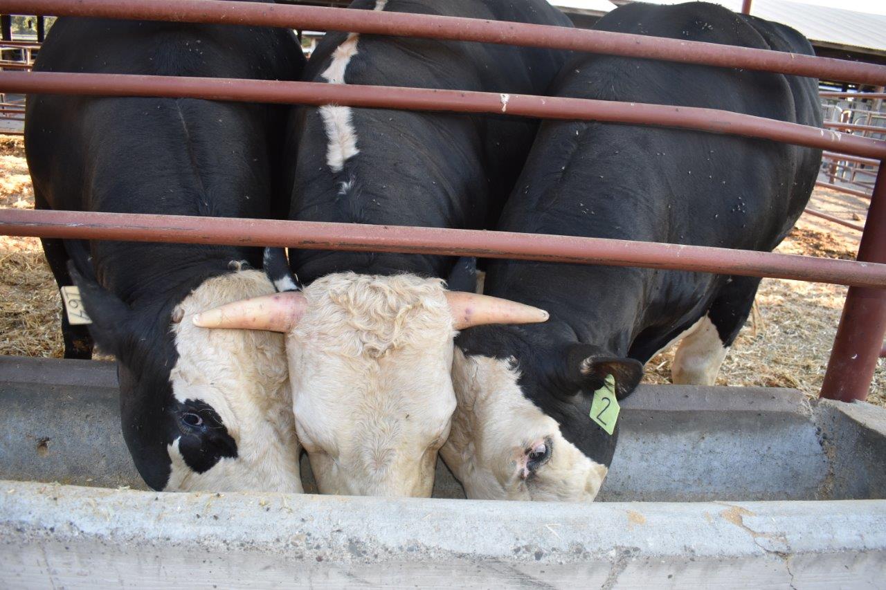 genome-edited bull