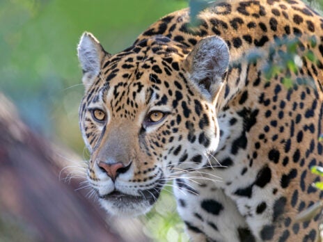 WWF project provides vital insights into jaguar population