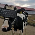 VR for cows: Mooove over Oculus Rift, the cows are in town