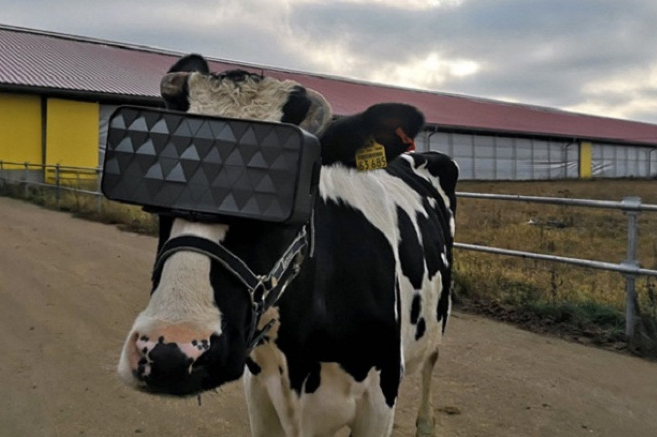 VR for cows