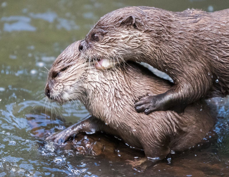 otter transcription login