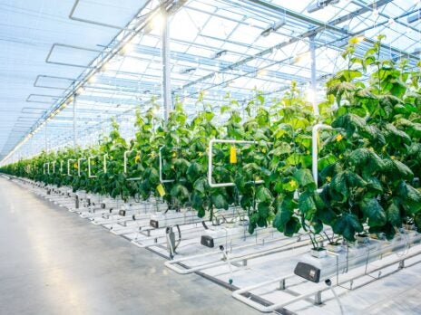 World's biggest indoor farm planned in Abu Dhabi