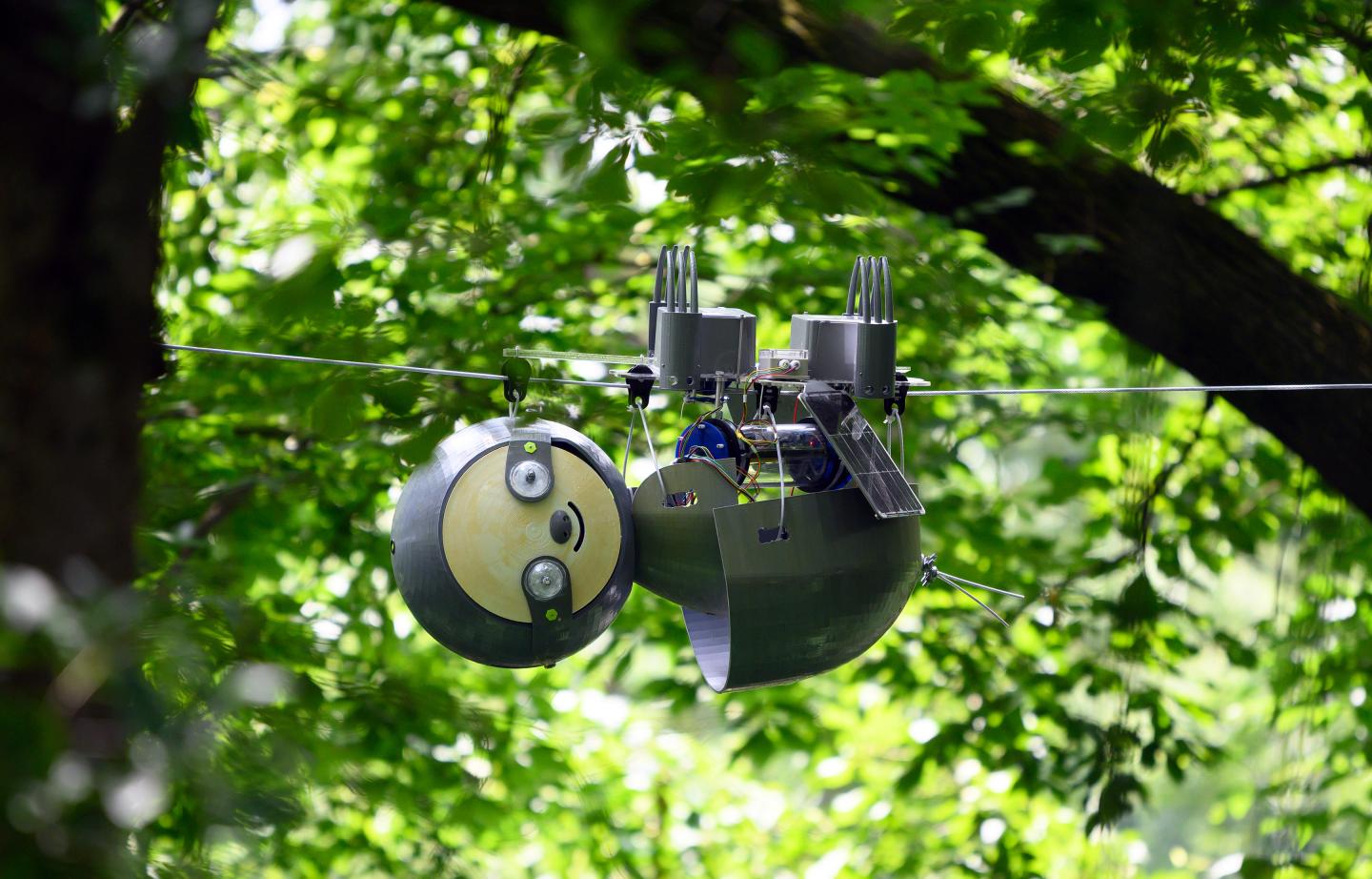 SlothBots, SnotBots, and Robobees: The role of robotics in conservation